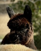 alpaca for sale