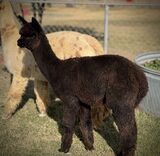 alpaca for sale