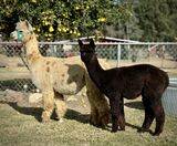 alpaca for sale