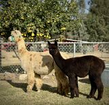 alpaca for sale