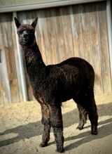 alpaca for sale