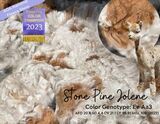 Dam: Stone Pine Jolene