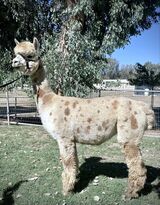 alpaca for sale