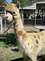 alpaca for sale