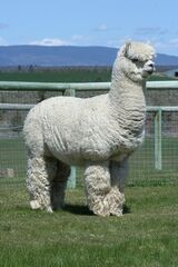 alpaca for sale