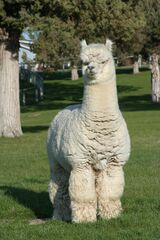 alpaca for sale