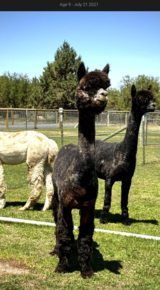 alpaca for sale