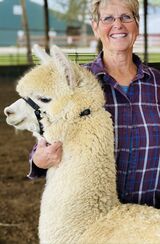 alpaca for sale