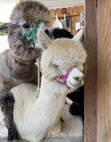 alpaca for sale