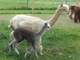 One week Old with Mommy