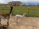 Penelope as a cria w Dam