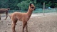 goldrush cria