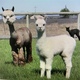 Bailee with 2018 Female Cria