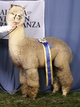 Sire:  7x Champion 'Bisturi'