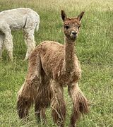 alpaca for sale