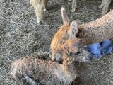 alpaca for sale