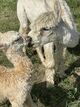 alpaca for sale