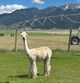 alpaca for sale