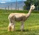 alpaca for sale