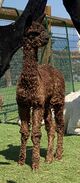 alpaca for sale