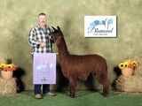 alpaca for sale