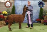 alpaca for sale