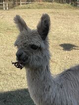 alpaca for sale