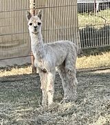 alpaca for sale