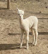 alpaca for sale