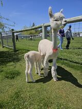 alpaca for sale