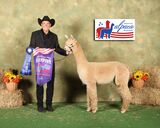 alpaca for sale