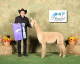 alpaca for sale