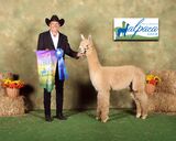 alpaca for sale