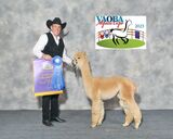 alpaca for sale