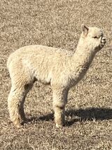 alpaca for sale