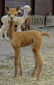 1st Cria....Dynamite Girl!