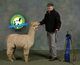 alpaca for sale