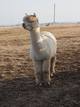 alpaca for sale