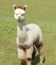 alpaca for sale