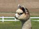 alpaca for sale