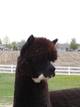 alpaca for sale