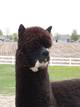 alpaca for sale