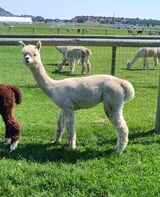 alpaca for sale