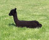 alpaca for sale