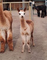 alpaca for sale