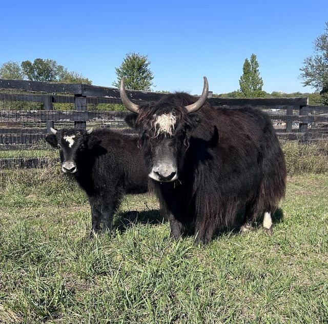 September 2024 with bull calf