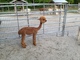 Latte after her first shearing