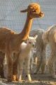 Latte with her first cria, Vanilla Chia