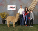 Copperleaf (cria) 2X reserve color champ