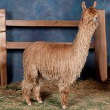 alpaca for sale